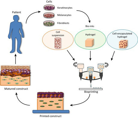 生物工程領(lǐng)域：3D打印技術(shù)應(yīng)用