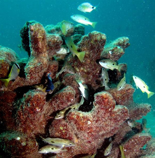 澳洲建筑師要用世界最大3D打印機(jī)拯救珊瑚礁