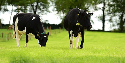 穿戴科技降臨牧場(chǎng)：3D打印的奶牛智能項(xiàng)圈