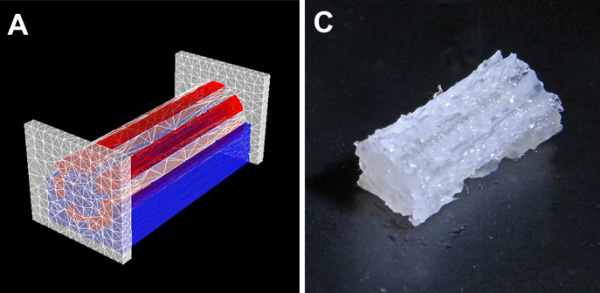 荷蘭開辦組織工廠發(fā)展3D生物打印技術
