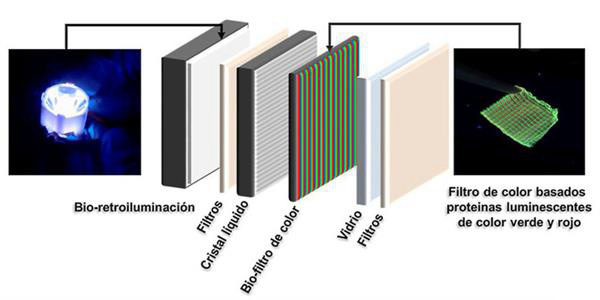 含發(fā)光蛋白的3D打印生物顯示器可替代現(xiàn)有液晶屏