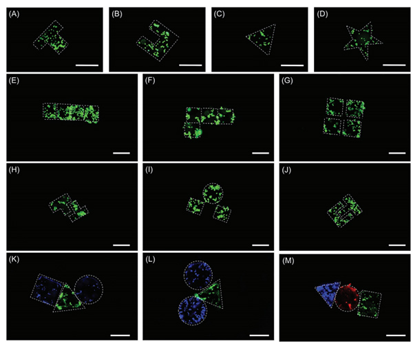 沈陽自動化所在微納機器人與生物醫(yī)學交叉領域取得進展