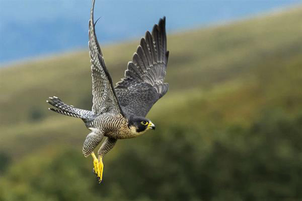 BAE系統(tǒng)用受游隼啟發(fā)的3D打印羽毛改進(jìn)飛機(jī)機(jī)械性能