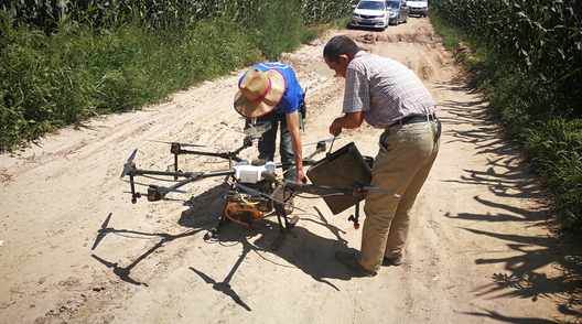 內(nèi)蒙古自治區(qū)呼和浩特土默特左旗突發(fā)紅蜘蛛蟲害，當?shù)亓帜翗I(yè)局7月31日的統(tǒng)計數(shù)據(jù)顯示：120萬畝玉米中有76萬畝受災(zāi)。估計將會造成10-70%的減產(chǎn)。當?shù)剞r(nóng)民對此也曾非常悲觀，玉米的間隙已經(jīng)很小、人工與地面植保機械已經(jīng)無法作業(yè)，他們認為能有50%的收成就不錯了。但植保無人機的到來讓情況變得樂觀，一架無人機一天可以防治300畝面積，現(xiàn)在有50架無人機在作業(yè)。預計可以保住70-80%的產(chǎn)量。8月9日，環(huán)球網(wǎng)無人機記者跟隨大疆MG-1S農(nóng)業(yè)無人機現(xiàn)場感受作業(yè)場景。  現(xiàn)場：大疆農(nóng)業(yè)無人機MG-1S農(nóng)藥噴灑