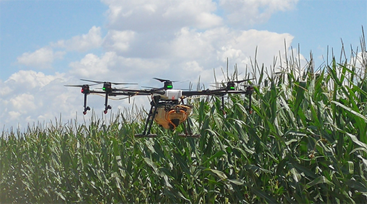 內(nèi)蒙古自治區(qū)呼和浩特土默特左旗突發(fā)紅蜘蛛蟲害，當?shù)亓帜翗I(yè)局7月31日的統(tǒng)計數(shù)據(jù)顯示：120萬畝玉米中有76萬畝受災(zāi)。估計將會造成10-70%的減產(chǎn)。當?shù)剞r(nóng)民對此也曾非常悲觀，玉米的間隙已經(jīng)很小、人工與地面植保機械已經(jīng)無法作業(yè)，他們認為能有50%的收成就不錯了。但植保無人機的到來讓情況變得樂觀，一架無人機一天可以防治300畝面積，現(xiàn)在有50架無人機在作業(yè)。預計可以保住70-80%的產(chǎn)量。8月9日，環(huán)球網(wǎng)無人機記者跟隨大疆MG-1S農(nóng)業(yè)無人機現(xiàn)場感受作業(yè)場景。  現(xiàn)場：大疆農(nóng)業(yè)無人機MG-1S農(nóng)藥噴灑
