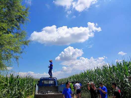 內(nèi)蒙古自治區(qū)呼和浩特土默特左旗突發(fā)紅蜘蛛蟲害，當?shù)亓帜翗I(yè)局7月31日的統(tǒng)計數(shù)據(jù)顯示：120萬畝玉米中有76萬畝受災(zāi)。估計將會造成10-70%的減產(chǎn)。當?shù)剞r(nóng)民對此也曾非常悲觀，玉米的間隙已經(jīng)很小、人工與地面植保機械已經(jīng)無法作業(yè)，他們認為能有50%的收成就不錯了。但植保無人機的到來讓情況變得樂觀，一架無人機一天可以防治300畝面積，現(xiàn)在有50架無人機在作業(yè)。預計可以保住70-80%的產(chǎn)量。8月9日，環(huán)球網(wǎng)無人機記者跟隨大疆MG-1S農(nóng)業(yè)無人機現(xiàn)場感受作業(yè)場景。  現(xiàn)場：大疆農(nóng)業(yè)無人機MG-1S農(nóng)藥噴灑