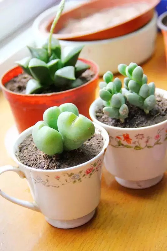 限量搶定 | 北京童程童美精彩植樹主題活動(dòng)招募中！更有免費(fèi)名額等你來！