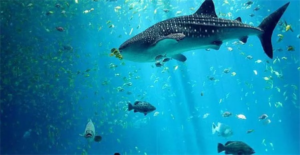 2019哈佛親子研學(xué)營報(bào)名啟動！探訪世界名校，領(lǐng)略前沿編程知識 